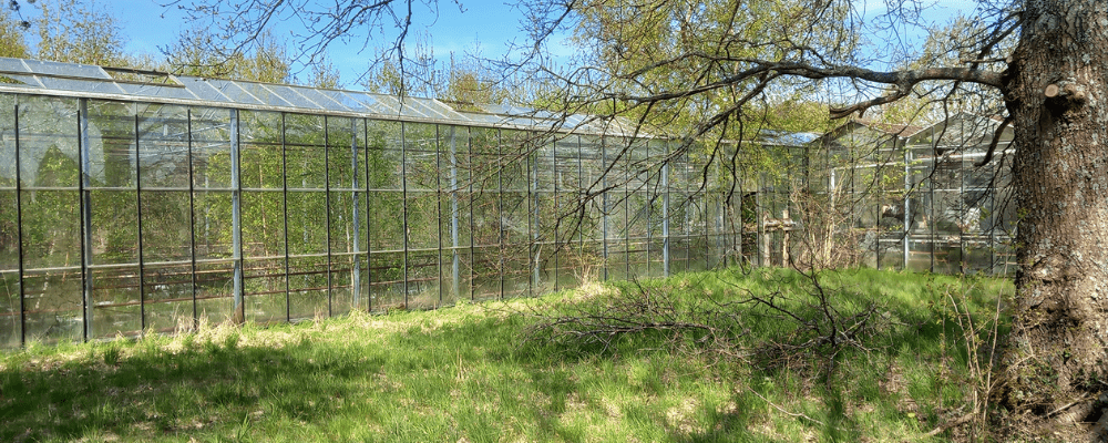 Nöteriet i Kivik. Växthusvägg i glas.